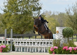 Chicago-HS Czech Warmblood Hunter photo 6