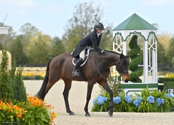 Chicago-HS Czech Warmblood Hunter photo 7