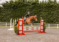 Happy Days Dutch Warmblood Hunter photo 3