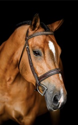 J.L. BEAN (ASPIRE) Welsh Pony Hunter photo 4