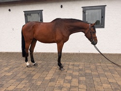 Grandurano Z Zangersheide Hunter photo 2
