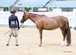 Glamour Girl Welsh Pony Hunter photo 2