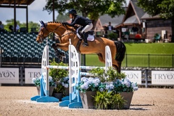 VDL Ironic Dutch Warmblood Jumper photo 5