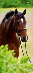 Highgate Westphalian Hunter photo 6