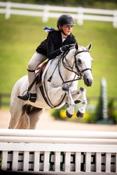 Glencameron's Navy Boy Welsh Cob Hunter photo 4