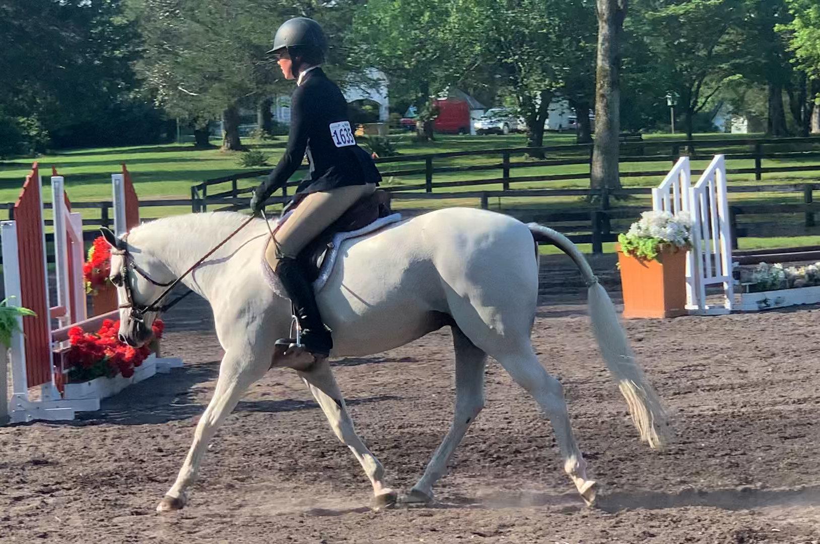 Farnley Marathon Welsh Pony Hunter