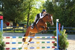 Beaulieu Springbreak Warmblood Jumper photo 1