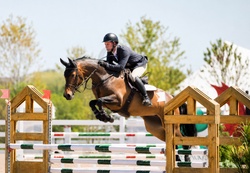 Chennai Z Warmblood Jumper photo 7