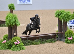 Home Run Bound Welsh Cross Hunter photo 5