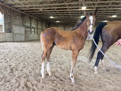 Alohilani Warmblood Hunter photo 6