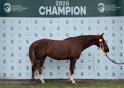 Alistair Belgian Warmblood Hunter photo 3