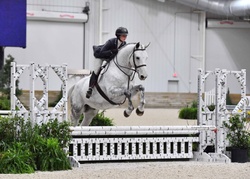 CMS Watermark Westphalian Hunter photo 3