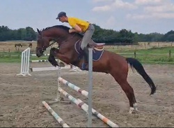 For Sure Holsteiner Hunter photo 4