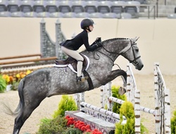 Spiegelmoon Dutch Warmblood Hunter photo 1