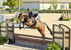 CMS BE MINE Holsteiner Hunter photo 3