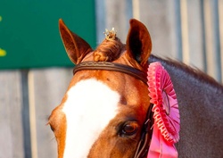 Shenandoah Honky-Tonk Welsh Pony Hunter photo 3