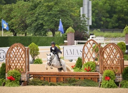Boca's Stars Go Blue Warmblood Cross Hunter photo 5