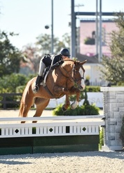 CMS Foxed Westphalian Hunter photo 2