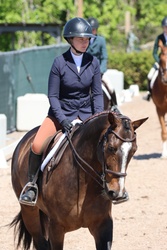 Donato Warmblood Hunter photo 3