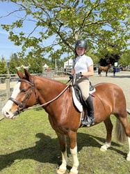 Coach Welsh Pony Hunter photo 6