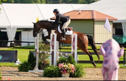 Magnus Zanzibar Warmblood Jumper photo 3