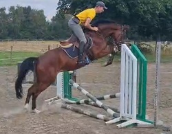 For Sure Holsteiner Hunter photo 3