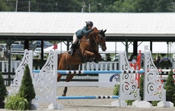 Tinka’s Soldier Warmblood Jumper photo 6