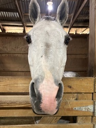 Spiegelmoon Dutch Warmblood Hunter photo 3