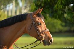 Delia B Dutch Warmblood Jumper photo 11