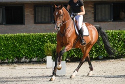 Mertine Dutch Warmblood Jumper photo 2