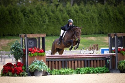 Mafalda De La Fresniere Belgian Warmblood Hunter photo 3