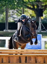 Coming Up Gold Welsh Cross Hunter photo 3