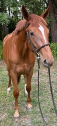 Am Special Darco Belgian Warmblood Hunter photo 2