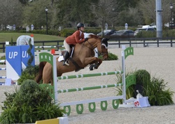 Tinka’s Soldier Warmblood Jumper photo 3