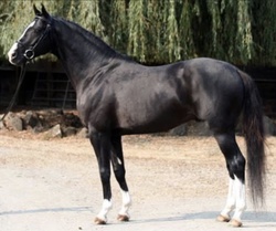 Alohilani Warmblood Hunter photo 3