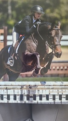 Coming Up Gold Welsh Cross Hunter photo 1