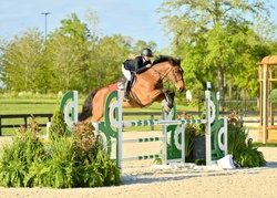 Tyamo Zangersheide Jumper photo 2