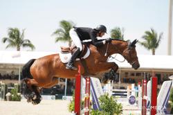 Delia B Dutch Warmblood Jumper photo 1