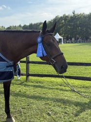 CMS Benevolent Warmblood Hunter photo 3