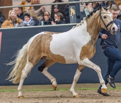 Barbie Dreamhorse Alert! German Riding Pony Hunter photo 2