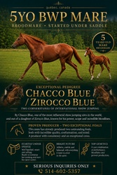 VIP CHACCA BLUE SR Warmblood Jumper photo 1