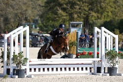 Glamour Girl Welsh Pony Hunter photo 6