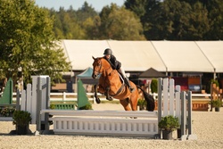 Colman’s Loverboy Oldenburg Hunter photo 1
