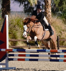 Coach Welsh Pony Hunter photo 3