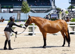Joly’s Gella New Forest Pony Hunter photo 6
