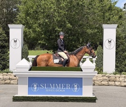 Duchess Argentinian Warmblood Jumper photo 3