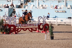 Zeven Blue Warmblood Jumper photo 1