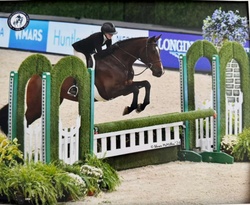 Qrazy Love HF Oldenburg Jumper photo 2