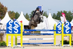 Rapido Dutch Warmblood Jumper photo 1