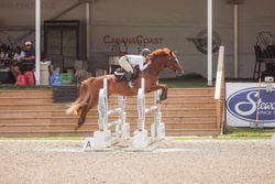 Dwyer Hanoverian Hunter photo 2